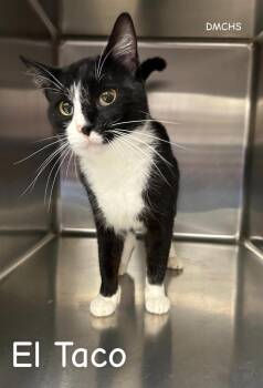 El Taco -  Domestic Short Hair Cat for Adoption in Burlington, Iowa - El Taco | PetCurious