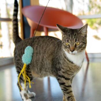 Mason Boy -  Domestic Short Hair Cat for Adoption in Cumming, Georgia - Mason Boy | PetCurious