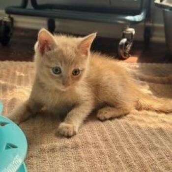 Frye -  Domestic Medium Hair Cat for Adoption in San Antonio, Texas - Frye | PetCurious