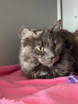 Domestic Medium Hair Cats Available for Adoption in Dayton, Minnesota - Artemis | PetCurious