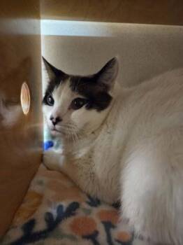 Meah -  Snowshoe and Domestic Short Hair Cat for Adoption in Bellevue, Washington - Meah | PetCurious