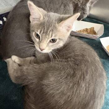 Troy -  Domestic Short Hair Cat for Adoption in Beaumont, Texas - Troy | PetCurious