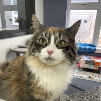 Domestic Long Hair Cats Available for Adoption - Pretty*Bonded W/ Puff* | PetCurious