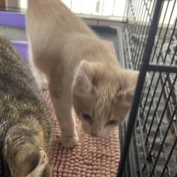 Manx Cats Available for Adoption - Nugs | PetCurious