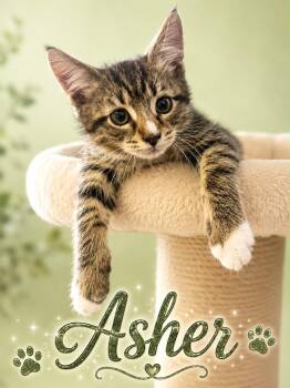 Asher (FCID# 06/30/2026 - 4) KDC -  Tabby Cat for Adoption in Greenville, Delaware - Asher (FCID# 06/30/2026 - 4) KDC | PetCurious