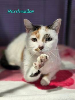 Rescue Domestic Short Hair Cats for Adoption in Cambridge, Maryland - Marshmallow | PetCurious