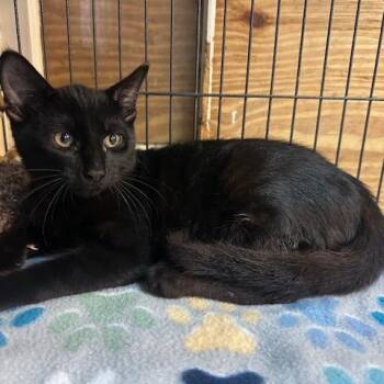 Dewey -  Domestic Short Hair Cat for Adoption in Enterprise, Alabama - Dewey | PetCurious