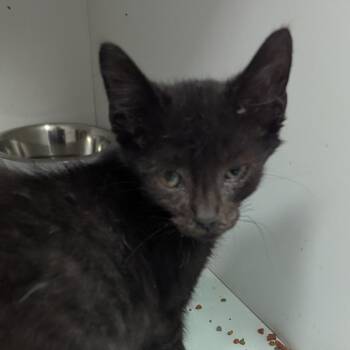 Croissant -  Domestic Short Hair Cat for Adoption in Jeffersonville, Indiana - Croissant | PetCurious