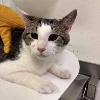 Domestic Short Hair Cats Available for Adoption in Charleston, West Virginia - Dino | PetCurious