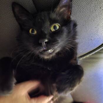 Sammy -  Domestic Medium Hair Cat for Adoption in Liverpool, Texas - Sammy | PetCurious