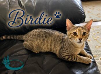 Birdie -  Domestic Short Hair Cat for Adoption in Huntsville, Ontario - Birdie | PetCurious