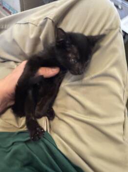 Rescue Domestic Short Hair Cats for Adoption in Plano, Texas - Michael A212129 | PetCurious