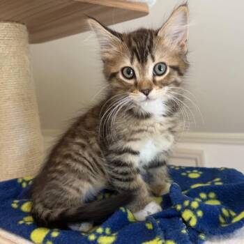 Elliot -  Domestic Medium Hair Cat for Adoption in Cumming, Georgia - Elliot | PetCurious