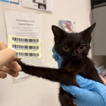 Booger -  Domestic Short Hair Cat for Adoption in Charleston, West Virginia - Booger | PetCurious