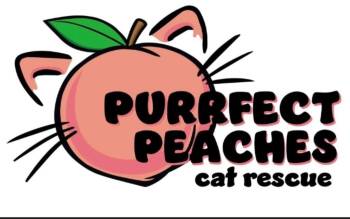 Bombay and Domestic Short Hair Cats Available for Adoption - Toto | PetCurious