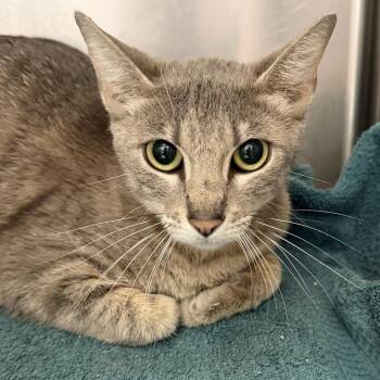 Rouge (bonded w/ Nola) -  Domestic Short Hair Cat for Adoption in Oakland, California - Rouge (bonded W/ Nola) | PetCurious