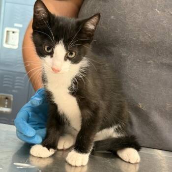 Mulberry Delight -  Domestic Short Hair Cat for Adoption in Livingston, Texas - Mulberry Delight | PetCurious