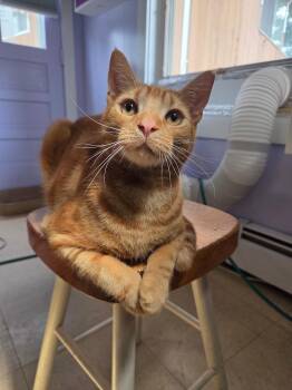 Sonny D. -  Domestic Short Hair Cat for Adoption in Warwick, Rhode Island - Sonny D. | PetCurious