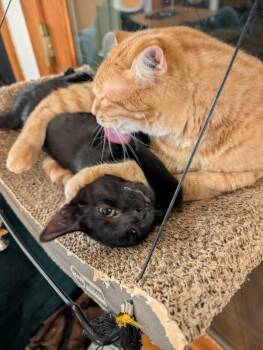 Woulda -  Domestic Short Hair Cat for Adoption in Fort Collins, Colorado - Woulda | PetCurious