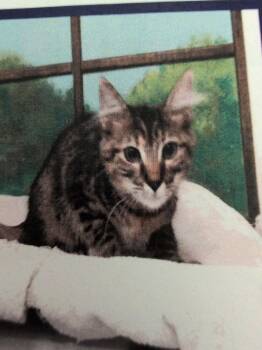 Nina 3 -  Domestic Short Hair Cat for Adoption in Parker, Colorado - Nina 3 | PetCurious
