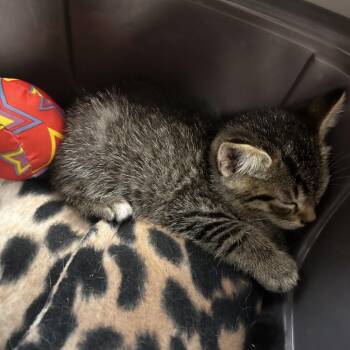 Jalapeno -  Domestic Short Hair Cat for Adoption in Philadelphia, Pennsylvania - Jalapeno | PetCurious