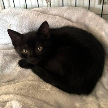 Oat -  Domestic Short Hair Cat Available for Adoption - Oat | PetCurious