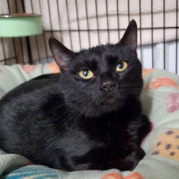 Domestic Short Hair Cats Available for Adoption in Marseilles, Illinois - Lincoln | PetCurious
