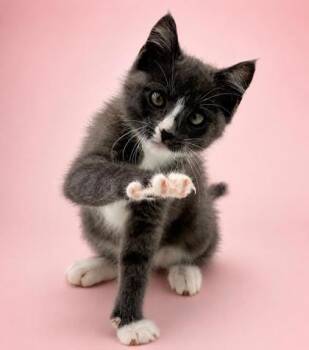 Sylvie -  Domestic Medium Hair and Domestic Short Hair Cat for Adoption in Bowling Green, Kentucky - Sylvie | PetCurious