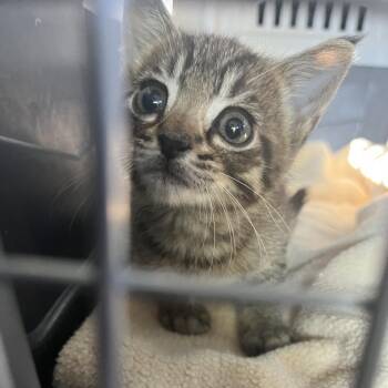 Spike Pratt-CA -  Domestic Short Hair Cat for Adoption in Tallahassee, Florida - Spike Pratt-CA | PetCurious