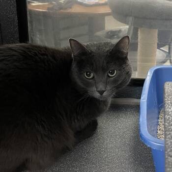 Smokey -  Domestic Short Hair Cat for Adoption in Rexburg, Idaho - Smokey | PetCurious