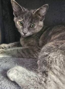 Rescue Domestic Short Hair Cats for Adoption in Roxbury Township, New Jersey - Nosey | PetCurious