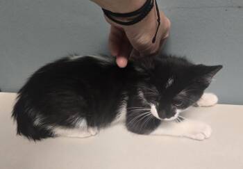 Rescue Domestic Short Hair Cats for Adoption in Dickson, Tennessee - Sparky | PetCurious