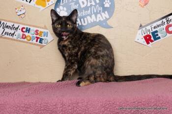 Rescue Tortoiseshell Cats for Adoption in Parlier, California - Amethyst | PetCurious