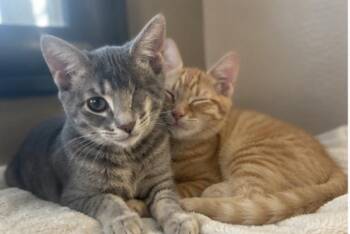 WINK AND BLINK THE BFFs -  Domestic Short Hair Cat for Adoption in Woodland, California - WINK AND BLINK THE BFFs | PetCurious