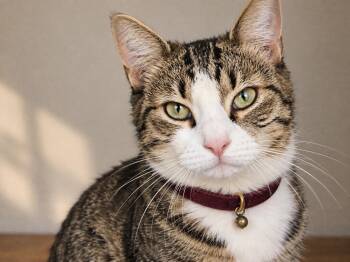 Saber -  Domestic Short Hair Cat for Adoption in Silverton, Oregon - Saber | PetCurious