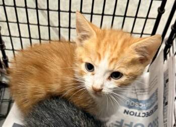 MIKE -  Domestic Short Hair Cat for Adoption in San Antonio, Texas - MIKE | PetCurious