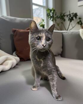 Domestic Short Hair Cats Available for Adoption - Astrid | PetCurious