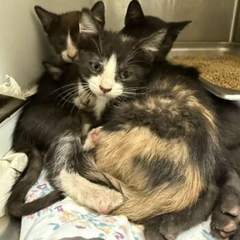 Rescue Domestic Short Hair Cats for Adoption in Dallas, Texas - Mary | PetCurious