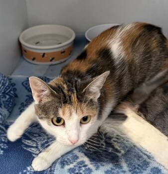 Diamond -  Domestic Short Hair Cat for Adoption in Mauston, Wisconsin - Diamond | PetCurious
