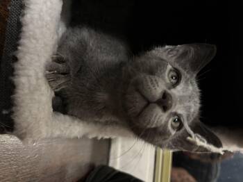 Domestic Short Hair Cats Available for Adoption in Long Beach, California - Smokey | PetCurious