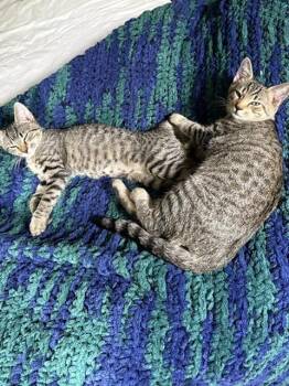 Rosie H -  Tabby Cat for Adoption in Cary, North Carolina - Rosie H | PetCurious