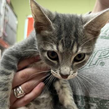 COAL -  Domestic Short Hair Cat for Adoption in Kyle, Texas - COAL | PetCurious