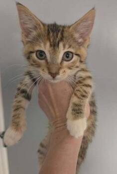 Helica Beltz -  Domestic Short Hair Cat for Adoption in West Peoria, Illinois - Helica Beltz | PetCurious