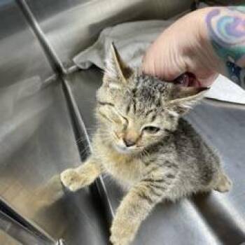 Rowan -  Domestic Short Hair Cat for Adoption in Marble, North Carolina - Rowan | PetCurious
