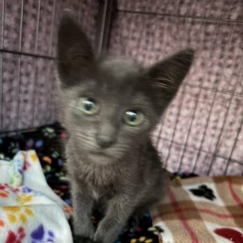 Silver -  Domestic Short Hair Cat for Adoption in Pleasanton, California - Silver | PetCurious