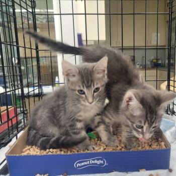 Sumimasen (Sumi) -  Domestic Short Hair Cat for Adoption in Westminster, California - Sumimasen (Sumi) | PetCurious