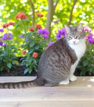 Rescue Domestic Short Hair Cats for Adoption in Camden, Tennessee - Monte | PetCurious