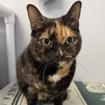 Mary -  Domestic Short Hair Cat for Adoption in Cooperstown, New York - Mary | PetCurious