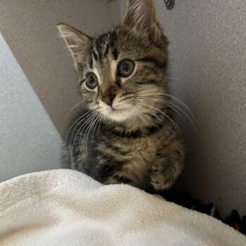 Huggles -  Domestic Short Hair Cat for Adoption in Pittsburgh, Pennsylvania - Huggles | PetCurious