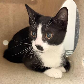 Oreo Cake -  Domestic Short Hair Cat for Adoption in Philadelphia, Pennsylvania - Oreo Cake | PetCurious